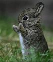 Click image for larger version

Name:	cute-little-bunny-rabbit1 (Small).jpg
Views:	106
Size:	36.2 KB
ID:	68677